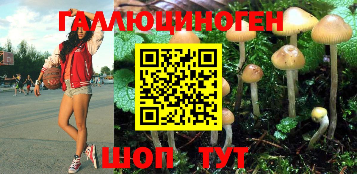 Галлюциногенные грибы Psilocybe Пушкино
